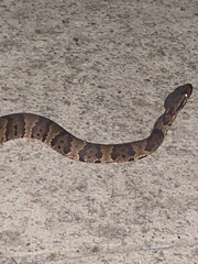 Agkistrodon piscivorus