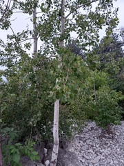 Populus tremuloides