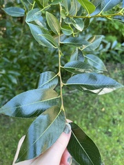 Salix lucida