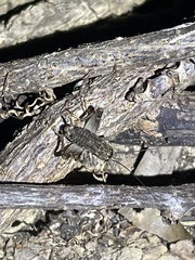 Velarifictorus micado