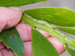 Acacia complanata