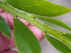 Acacia complanata
