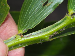 Acacia complanata