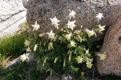 Aquilegia pubescens