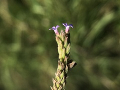Verbena