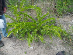 Acacia complanata