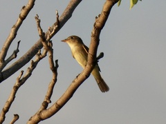 Empidonax