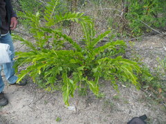 Acacia complanata