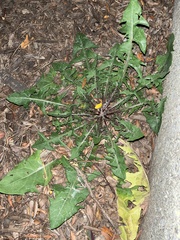 Taraxacum officinale