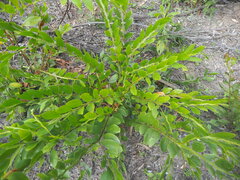 Acacia complanata