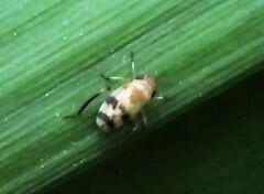 Anoscopus serratulae