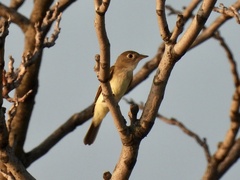 Empidonax