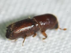 Scolytinae