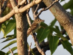 Empidonax