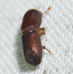Scolytinae