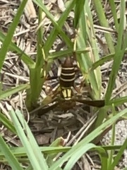 Polistes dorsalis