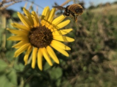 Bombus pensylvanicus