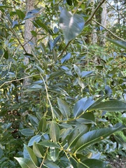 Salix lucida