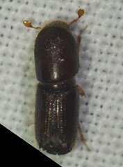 Scolytinae