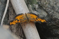 Phyciodes cocyta