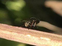 Muscoidea