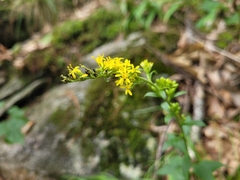 Solidago arguta