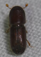 Scolytinae