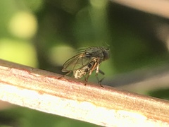 Muscoidea