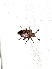 Podisus serieventris