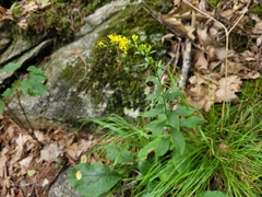 Solidago arguta