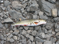 Salvelinus fontinalis