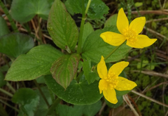 Ranunculoideae