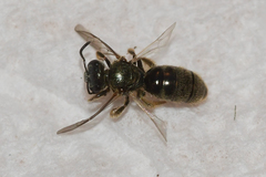 Lasioglossum bruneri