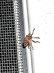 Podisus serieventris