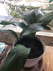 Aspidistra