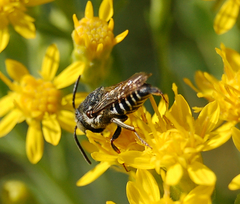 Coelioxys