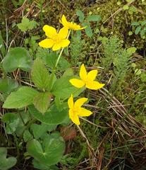 Ranunculoideae
