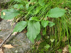 Solidago arguta