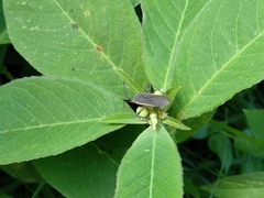 Staluptus marginalis