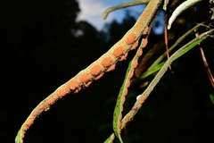 Pleopeltis macrocarpa