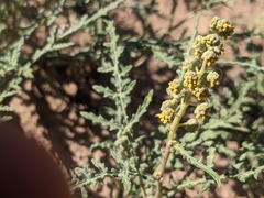 Ambrosia acanthicarpa