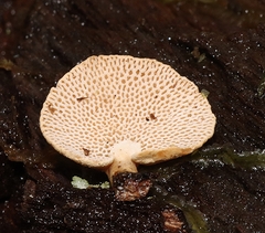 Panellus pusillus