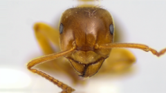 Lasius aphidicola