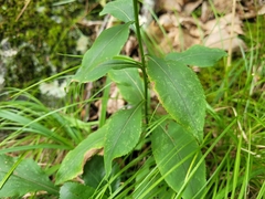 Solidago arguta