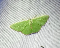 Nemoria lixaria