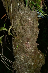 Pleopeltis macrocarpa