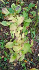 Cypripedium calceolus