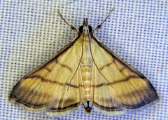 Cnaphalocrocis medinalis