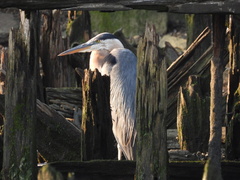 Ardea herodias