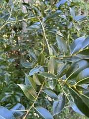Salix lucida